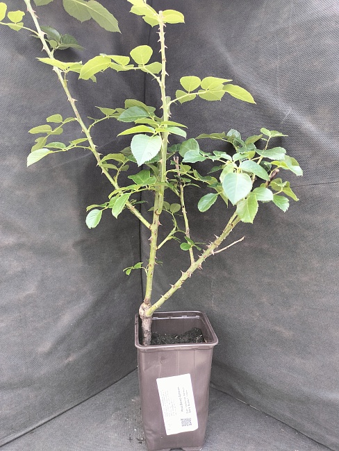 Роза плетистая Декор Арлекин